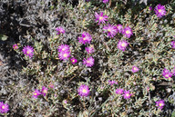 Drosanthemum sp.? 