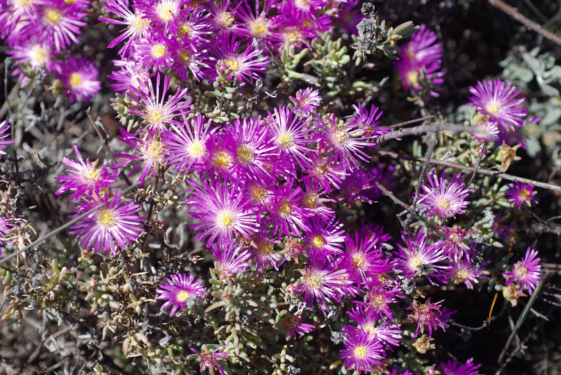 Drosanthemum sp.? 