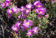 Drosanthemum sp.? 