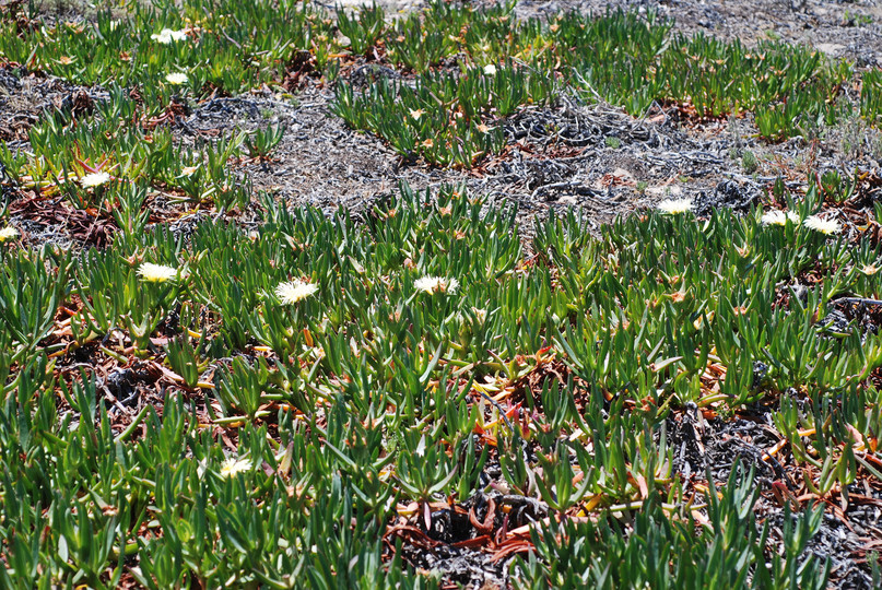 Carpobrotus edulis