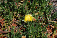 Carpobrotus edulis