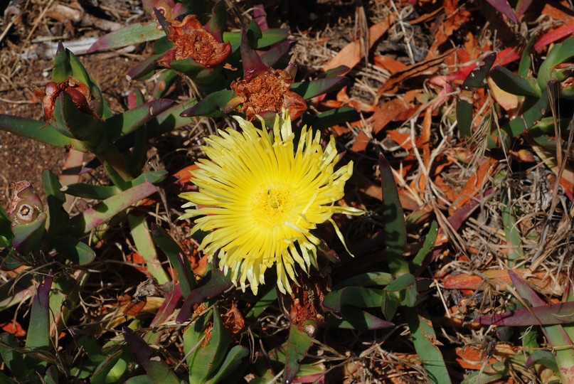 Carpobrotus edulis