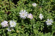 Delosperma sp.