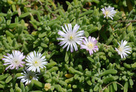 Delosperma sp.