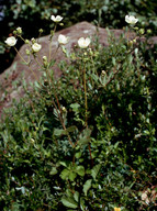 Potentilla rupestris