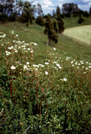 Potentilla rupestris