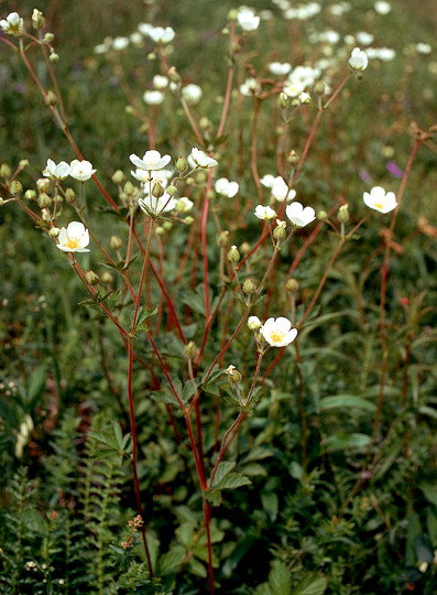 Potentilla rupestris