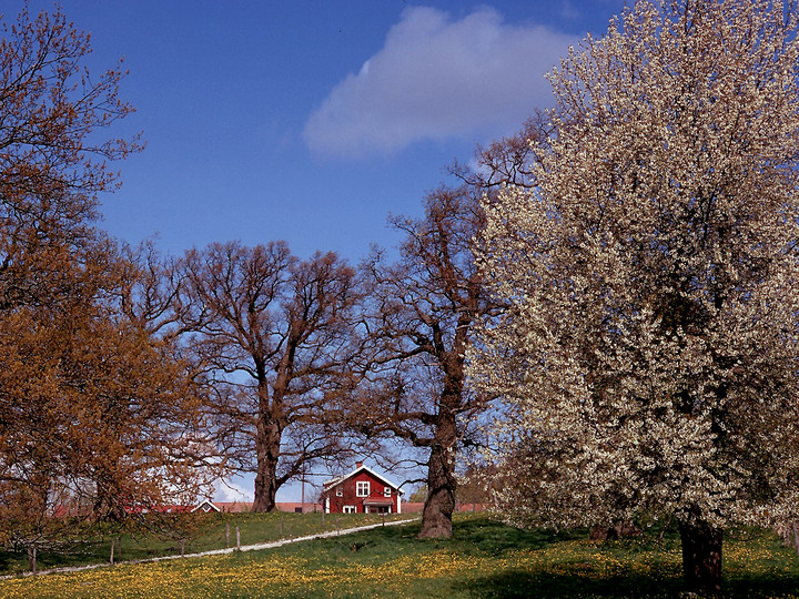 Prunus avium