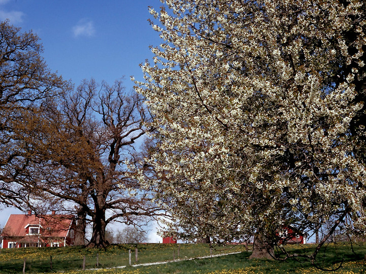 Prunus avium