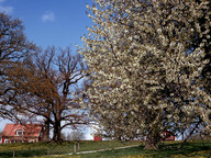 Prunus avium