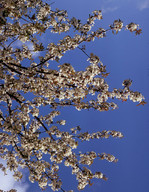 Prunus avium