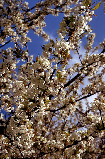 Prunus avium