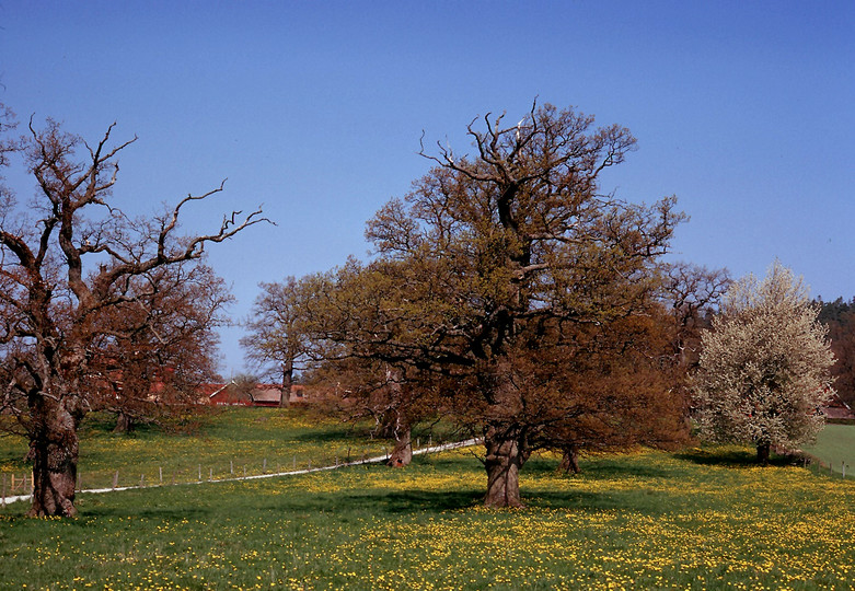 Prunus avium