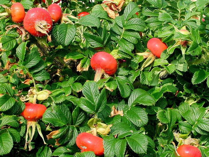 Rosa rugosa