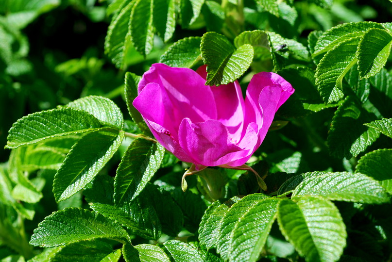 Rosa rugosa