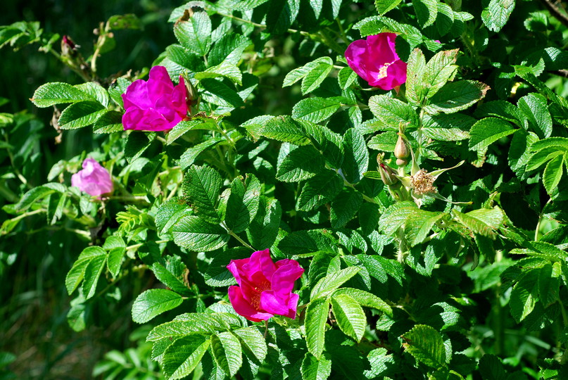 Rosa rugosa