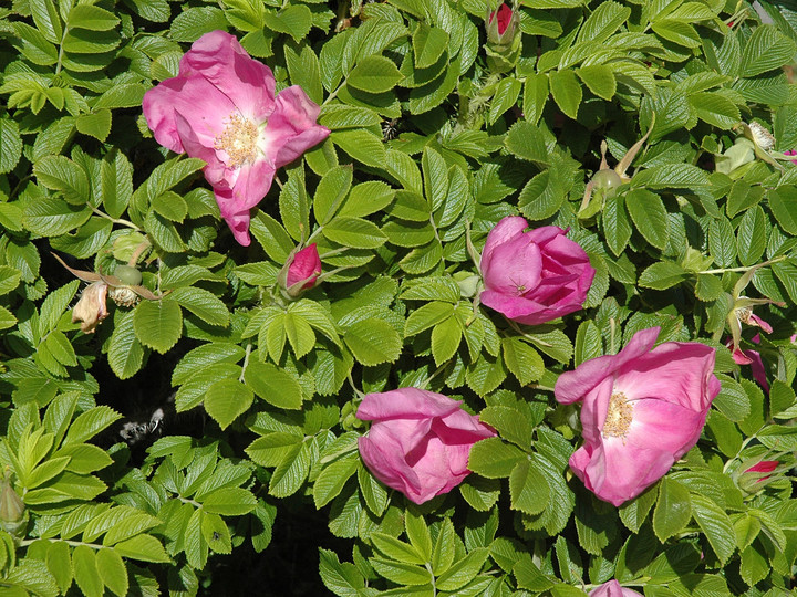 Rosa rugosa