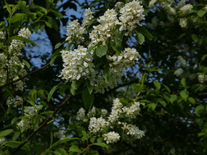 Prunus padus