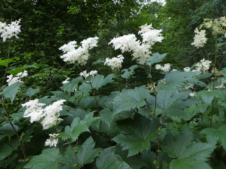 Filipendula camschatica