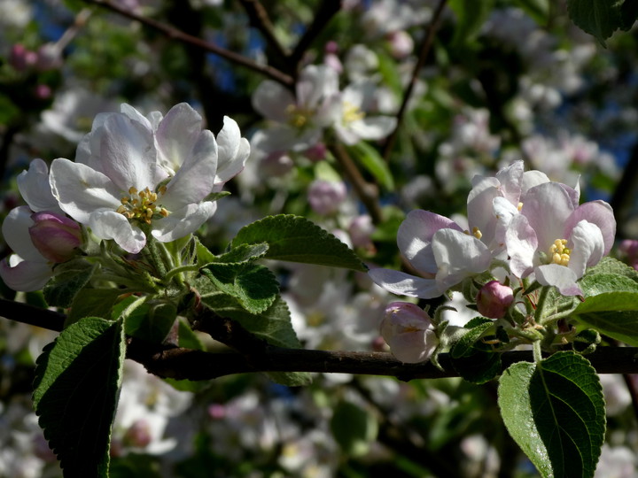 Malus domestica