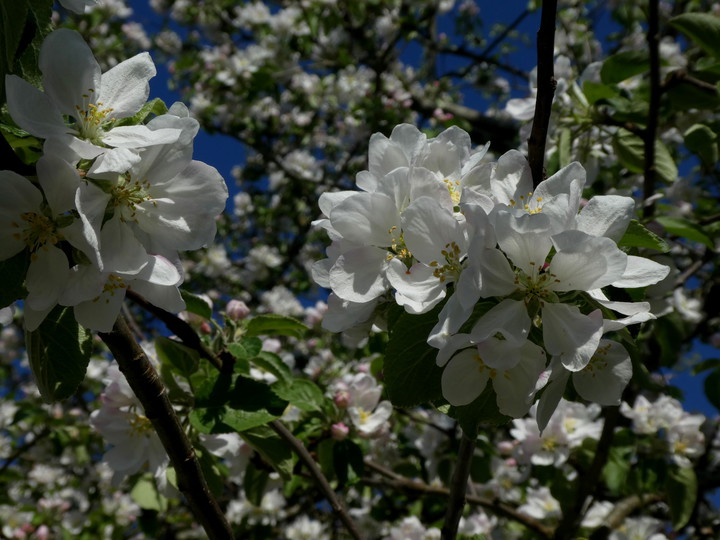 Malus domestica