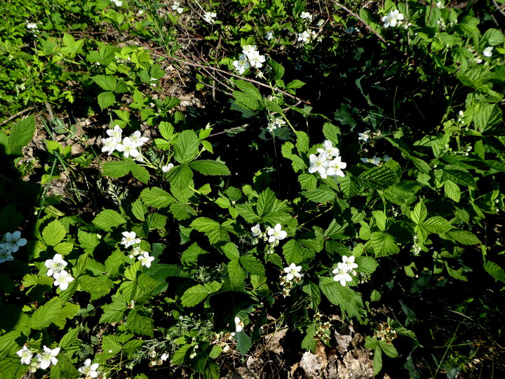 Rubus allanderi