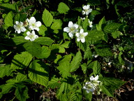 Rubus allanderi