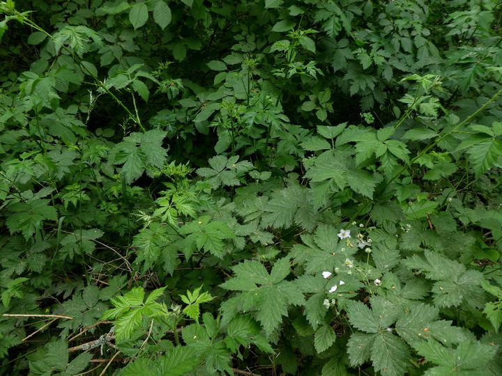 Rubus laciniatus