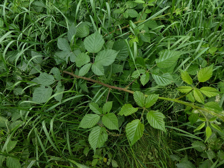Rubus mortensenii