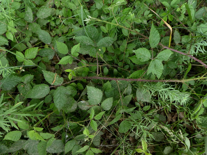 Rubus wahlbergii