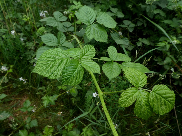 Rubus wahlbergii

