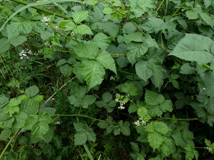 Rubus gothicus