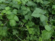 Rubus gothicus