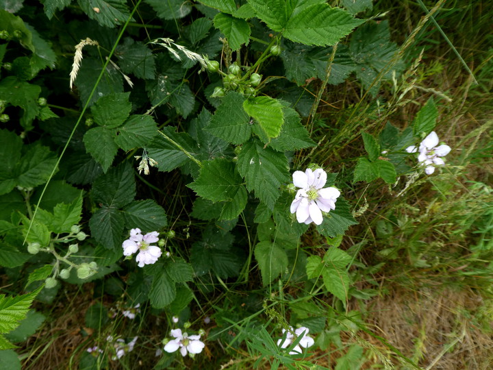 Rubus sect. Rubus