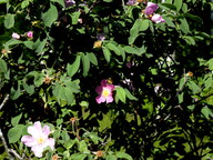 Rosa dumalis ssp. coriifolia
