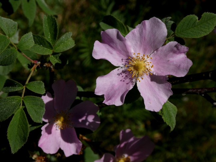 Rosa dumalis ssp. coriifolia