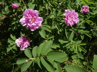 Rosa majalis