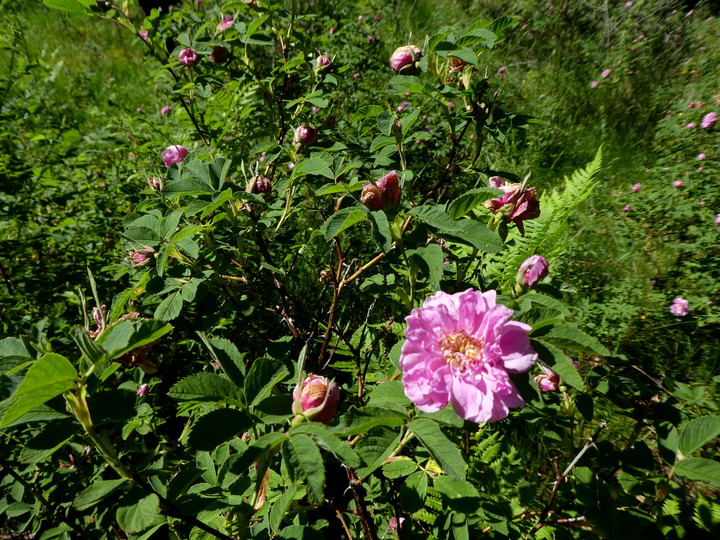 Rosa majalis