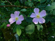 Rosa dumalis ssp. coriifolia