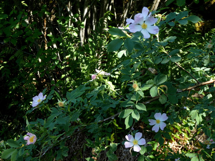 Rosa dumalis