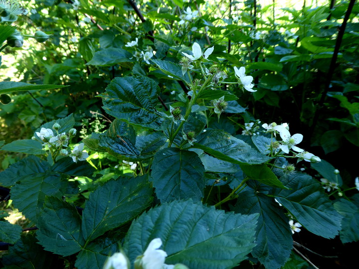 Rubus nessensis