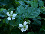 Rubus nessensis