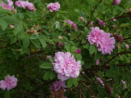 Rosa majalis