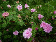 Rosa majalis