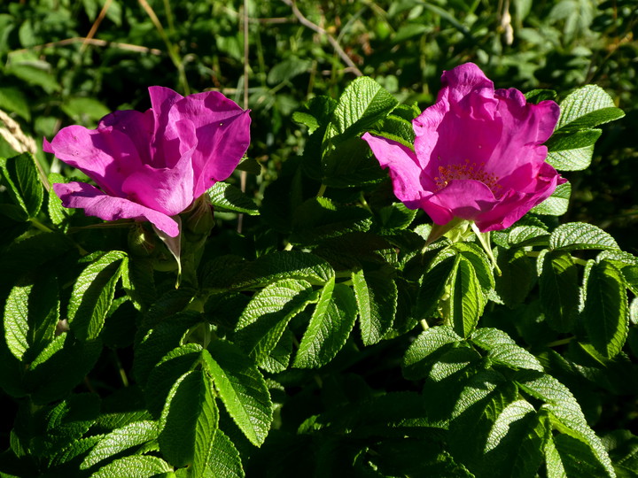 Rosa rugosa