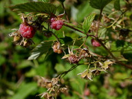 Rubus idaeus