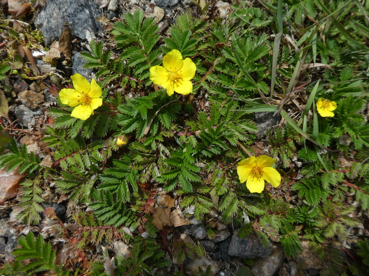 Potentilla anserina