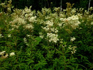 Filipendula ulmaria