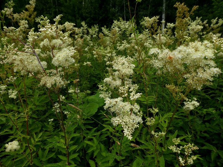 Filipendula ulmaria