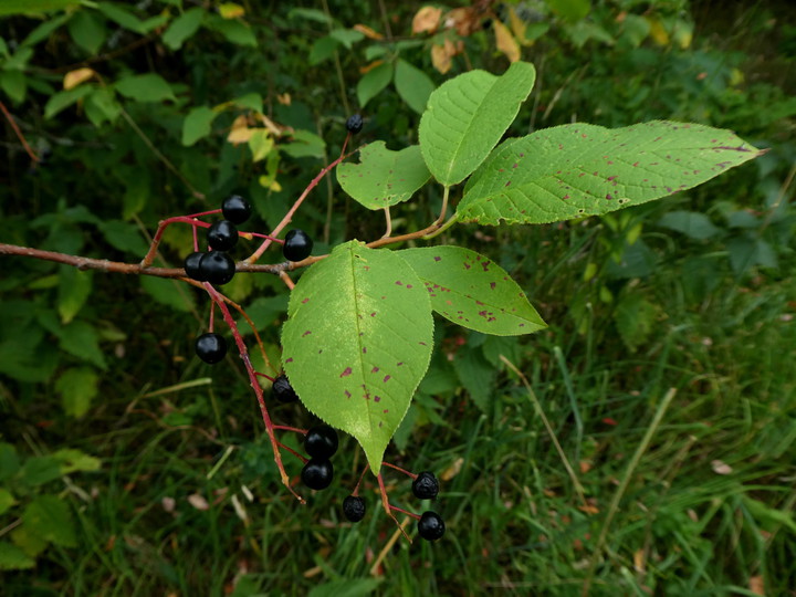 Prunus padus ssp. padus